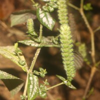 Strobilanthes auriculata var. dyeriana (Mast.) J.R.I.Wood